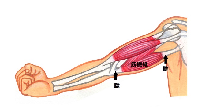筋繊維から腱